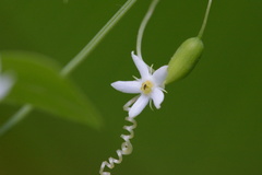Zehneria japonica