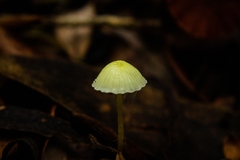 Mycena chusqueophila