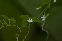 Zehneria japonica