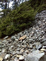 Juniperus morrisonicola