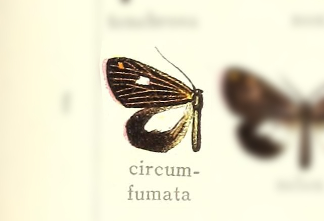Polypoetes circumfumata