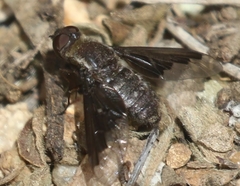 Hemipenthes morioides