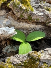 Trillium sessile