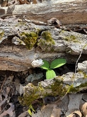 Trillium sessile