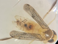 Trichocorixa calva