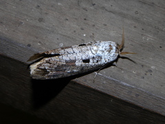 Cossula arpi