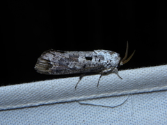 Cossula arpi