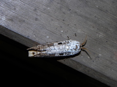 Cossula arpi