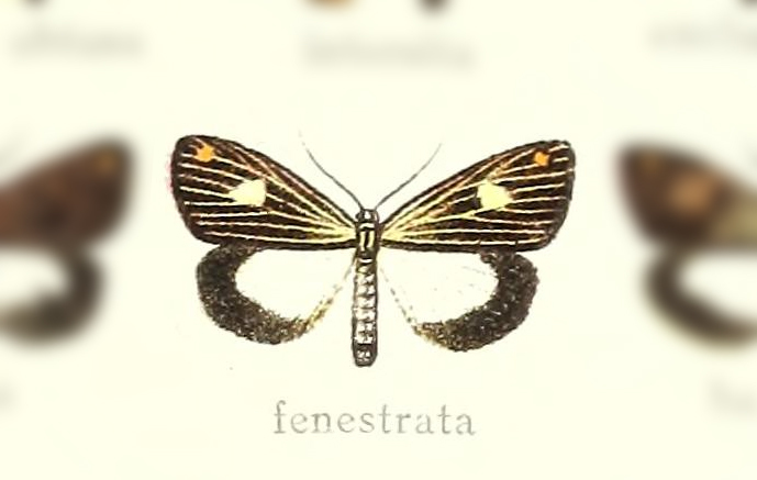 Polypoetes fenestrata