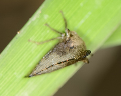 Glossonotus acuminatus