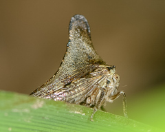 Glossonotus acuminatus
