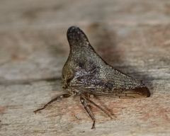 Glossonotus acuminatus