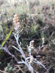 Gamochaeta antillana