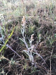 Gamochaeta antillana