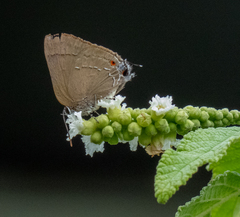 Allosmaitia strophius