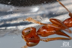 Esagonatopus niger