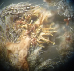 Lappula squarrosa heteracantha