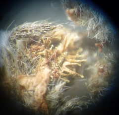 Lappula squarrosa heteracantha