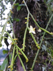 Rhipsalis teres