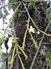 Rhipsalis teres