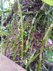 Rhipsalis teres