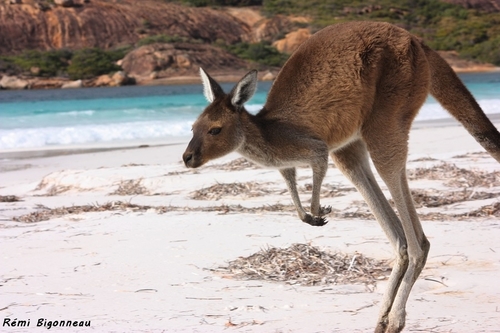 Western Grey Kangaroo, photo 7 of 8