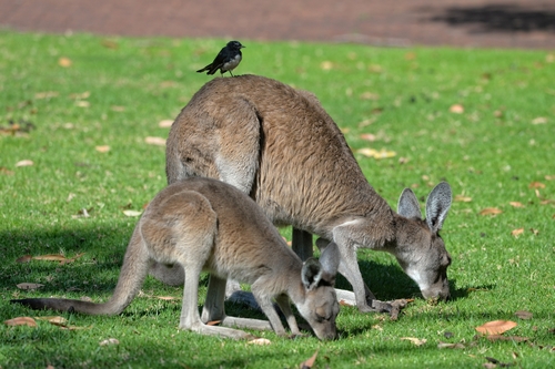 Western Grey Kangaroo, photo 8 of 8