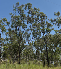 Eucalyptus granitica