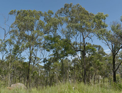 Eucalyptus granitica