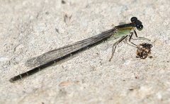Ischnura genei