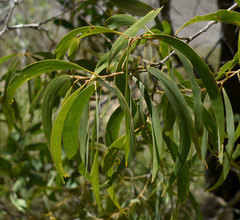 Acacia crassicarpa