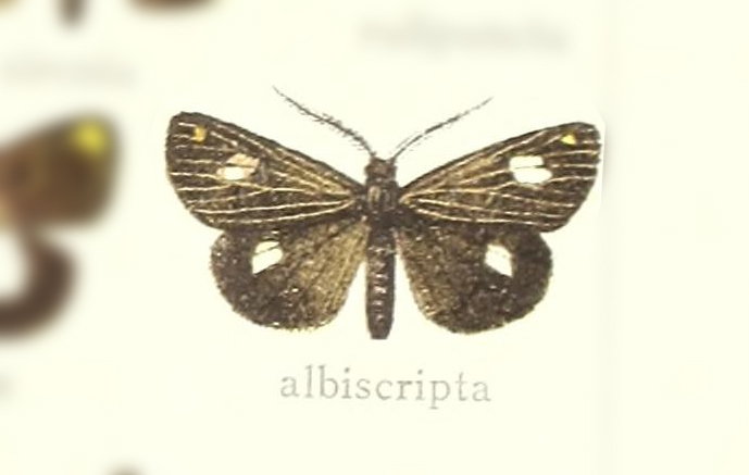 Polypoetes albiscripta