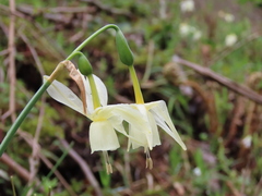 Narcissus triandrus triandrus