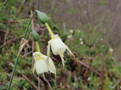 Narcissus triandrus triandrus