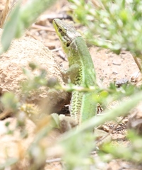 Podarcis waglerianus