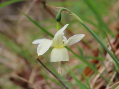 Narcissus triandrus triandrus