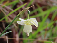 Narcissus triandrus triandrus