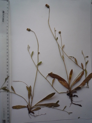 Pilosella piloselliflora