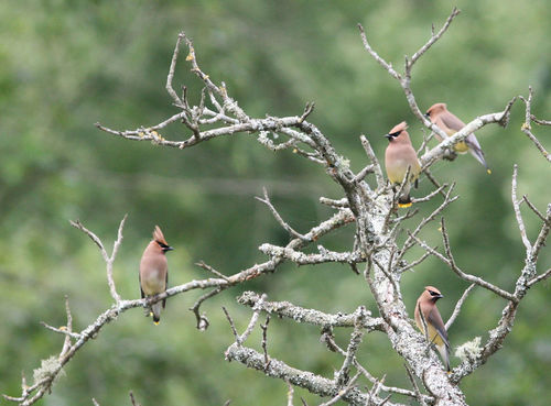 Cedar Waxwing photographed in Arkansas