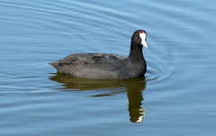 Fulica cristata