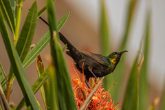 Nectarinia kilimensis