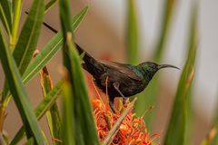 Nectarinia kilimensis