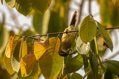 Nectarinia kilimensis