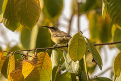 Nectarinia kilimensis