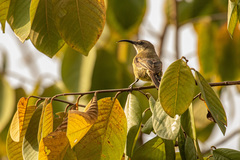 Nectarinia kilimensis