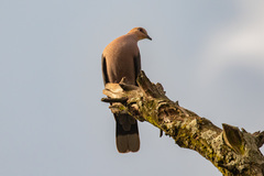 Streptopelia semitorquata