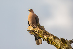 Streptopelia semitorquata
