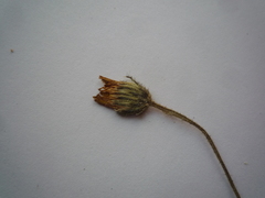 Pilosella piloselliflora