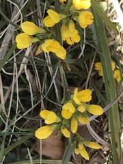 Genista pilosa