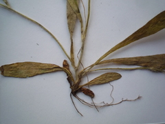 Pilosella piloselliflora